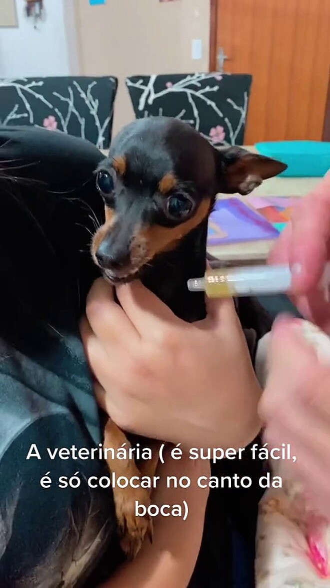 Pinscher teimosinho 'passa ódio' na hora de tomar remédio; aprenda ...