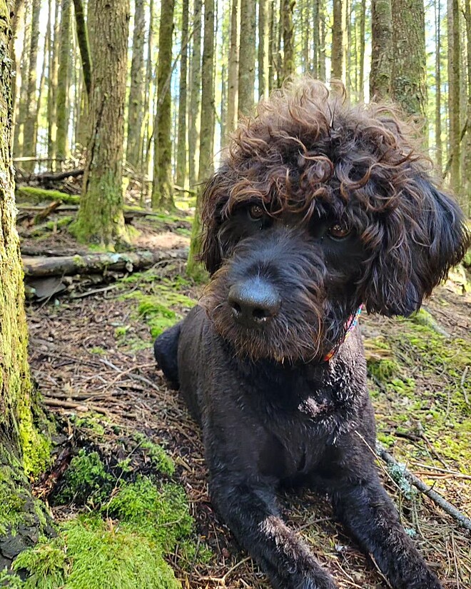 Conheça Rottle, o cachorro mistura das raças rottweiler e poodle