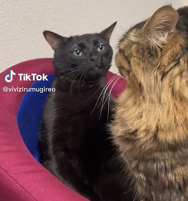 Meme do gato preto: Conheça como surgiu o meme do felino mais querido ...