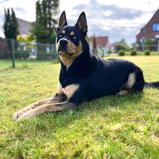 Conheça Rocco, um cão mistura de rottweiler com husky siberiano ...