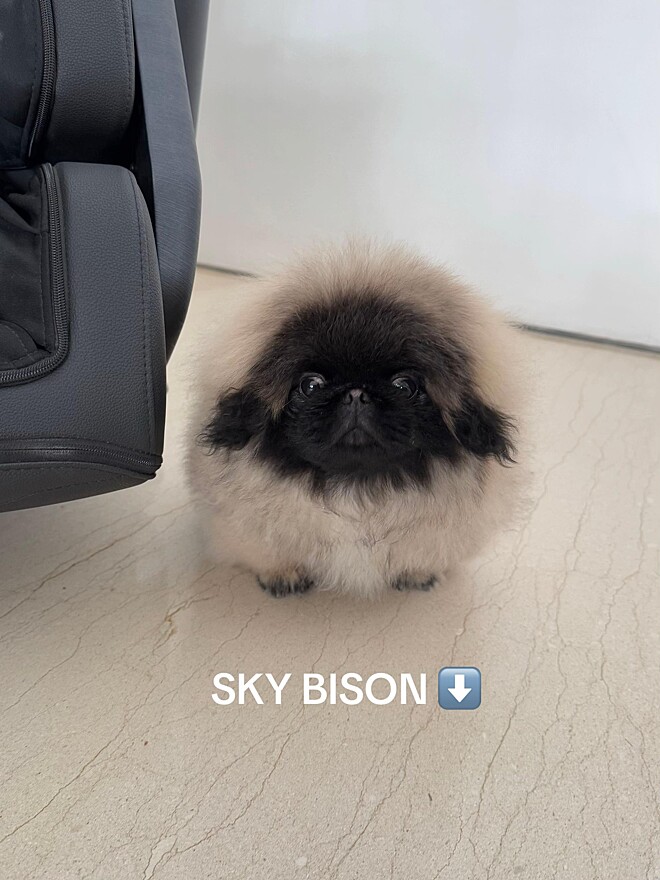 Conheça Timothy, cachorro pequinês fofinho que ficou famoso por ser um ...