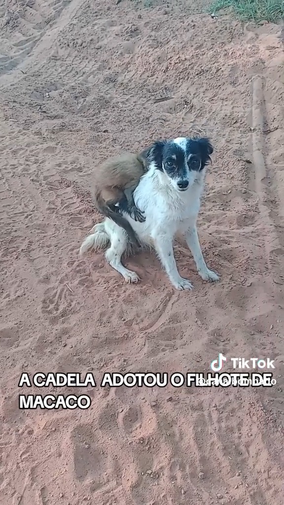 Macaco conhecido como Chico 'sequestra' filhotes de cães e gatos