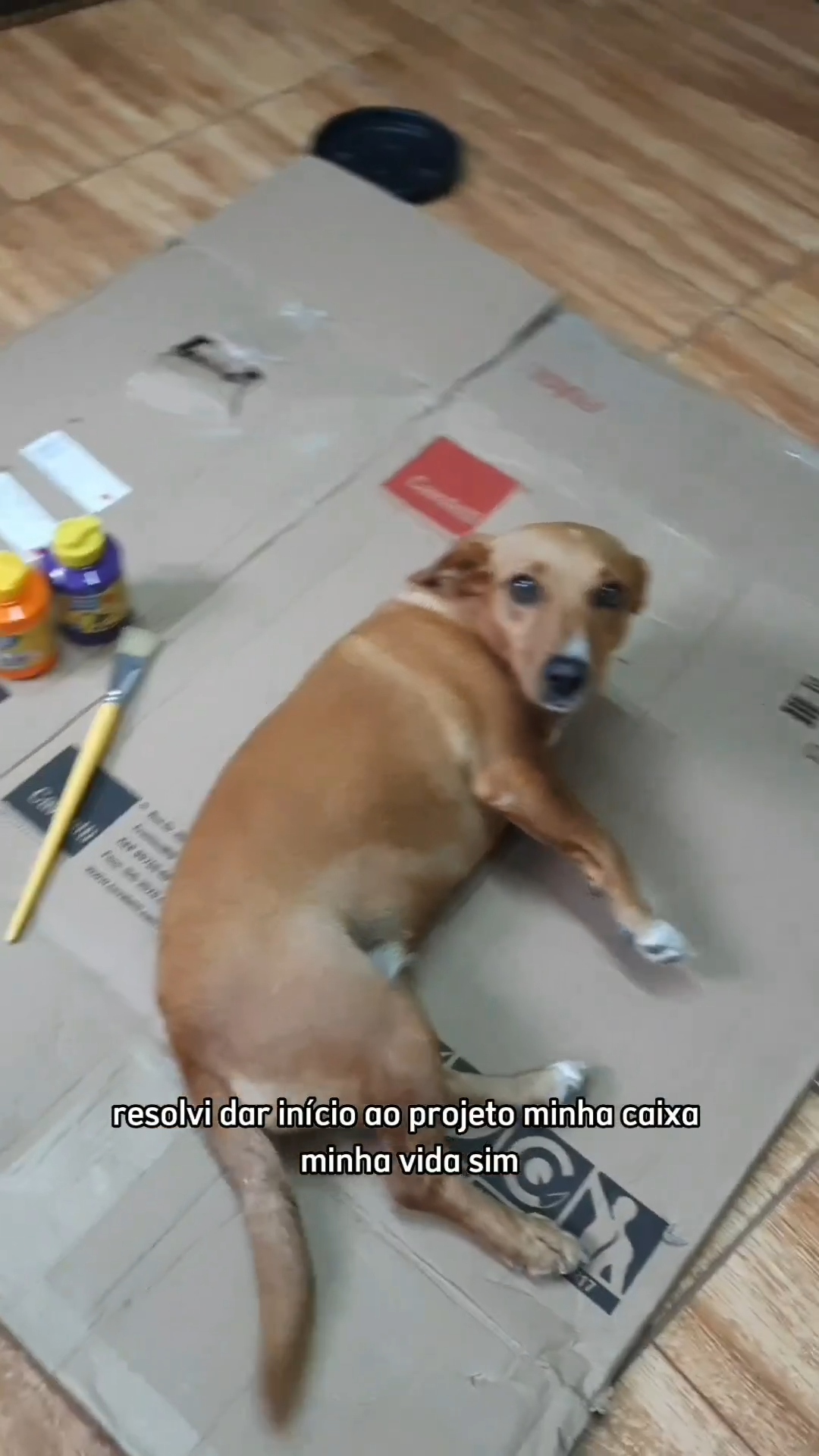 Cachorra caramelo tem a melhor reação ao ganhar casinha de papelão com  design exclusivo feito por sua dona, image size:1080x1920