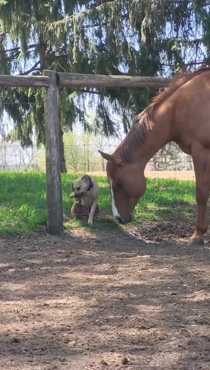 Cão caramelo adora ficar de rosto colado com amigo cavalo e vídeos fazem  sucesso online