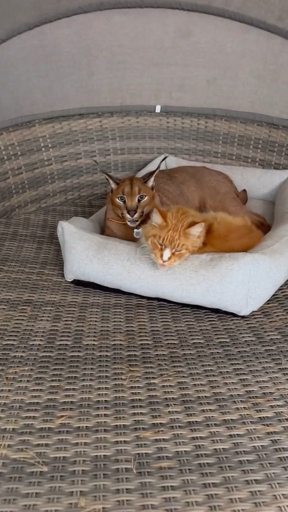 Conheça caracal, a espécie de gatíneo mais fofa que você já viu