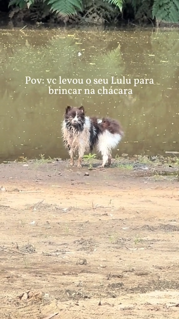 Cão Lulu 'criado em apartamento' vai brincar em chácara, se transforma e  fica 'irreconhecível