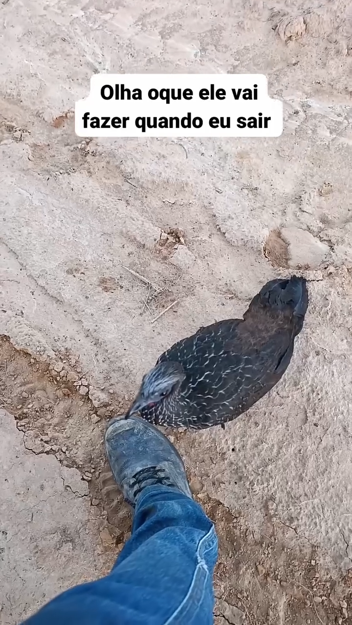 Poodle - Características, Temperamento e Cuidados, image size:720x1280