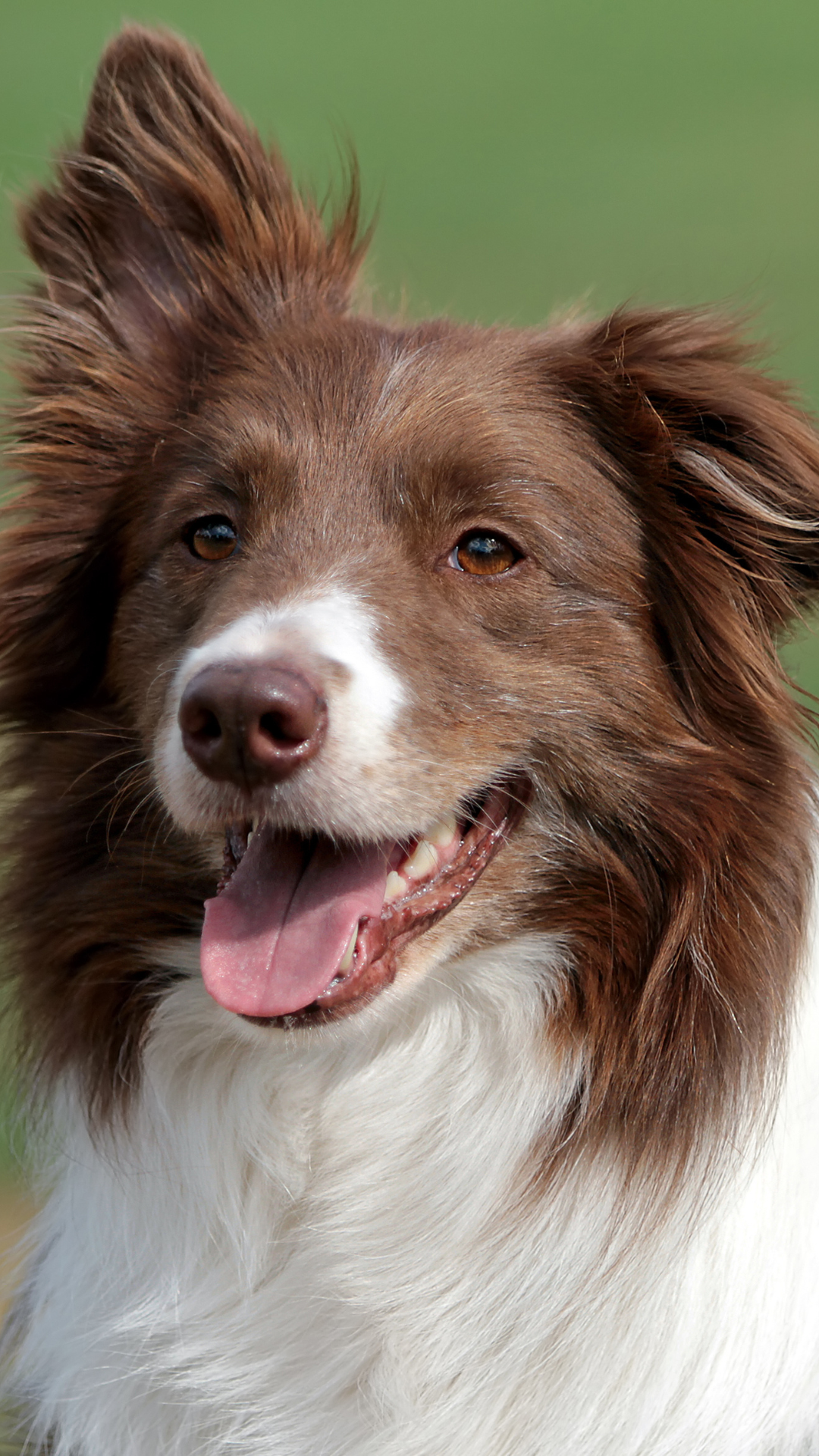 7 curiosidades sobre a raça Border Collie, image size:1080x1920