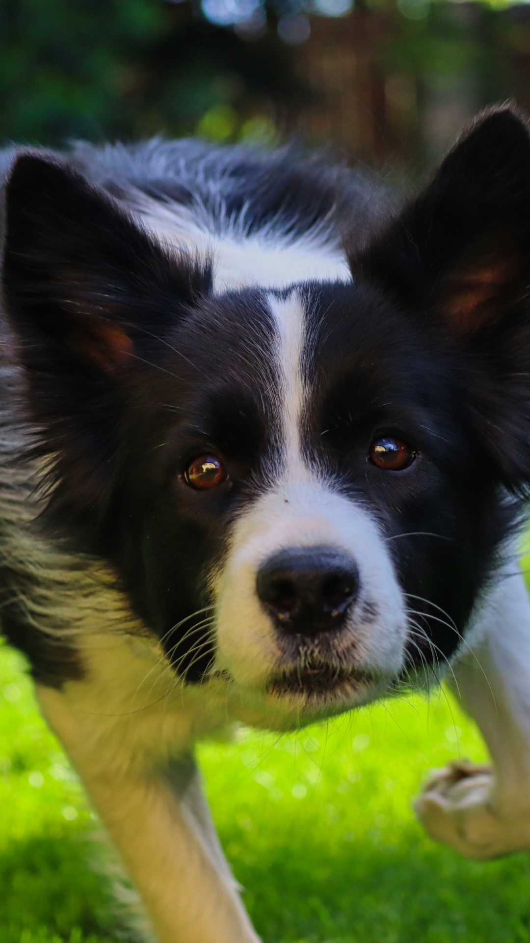 7 curiosidades sobre a raça Border Collie, image size:1080x1920