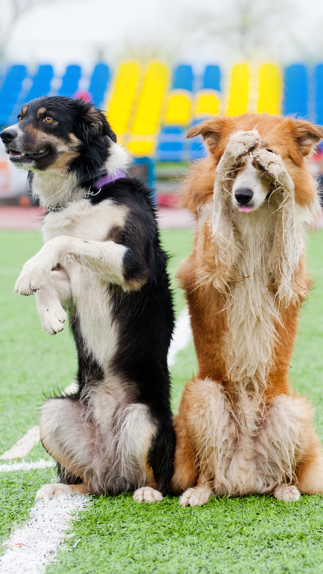 7 curiosidades sobre a raça Border Collie, image size:1080x1920