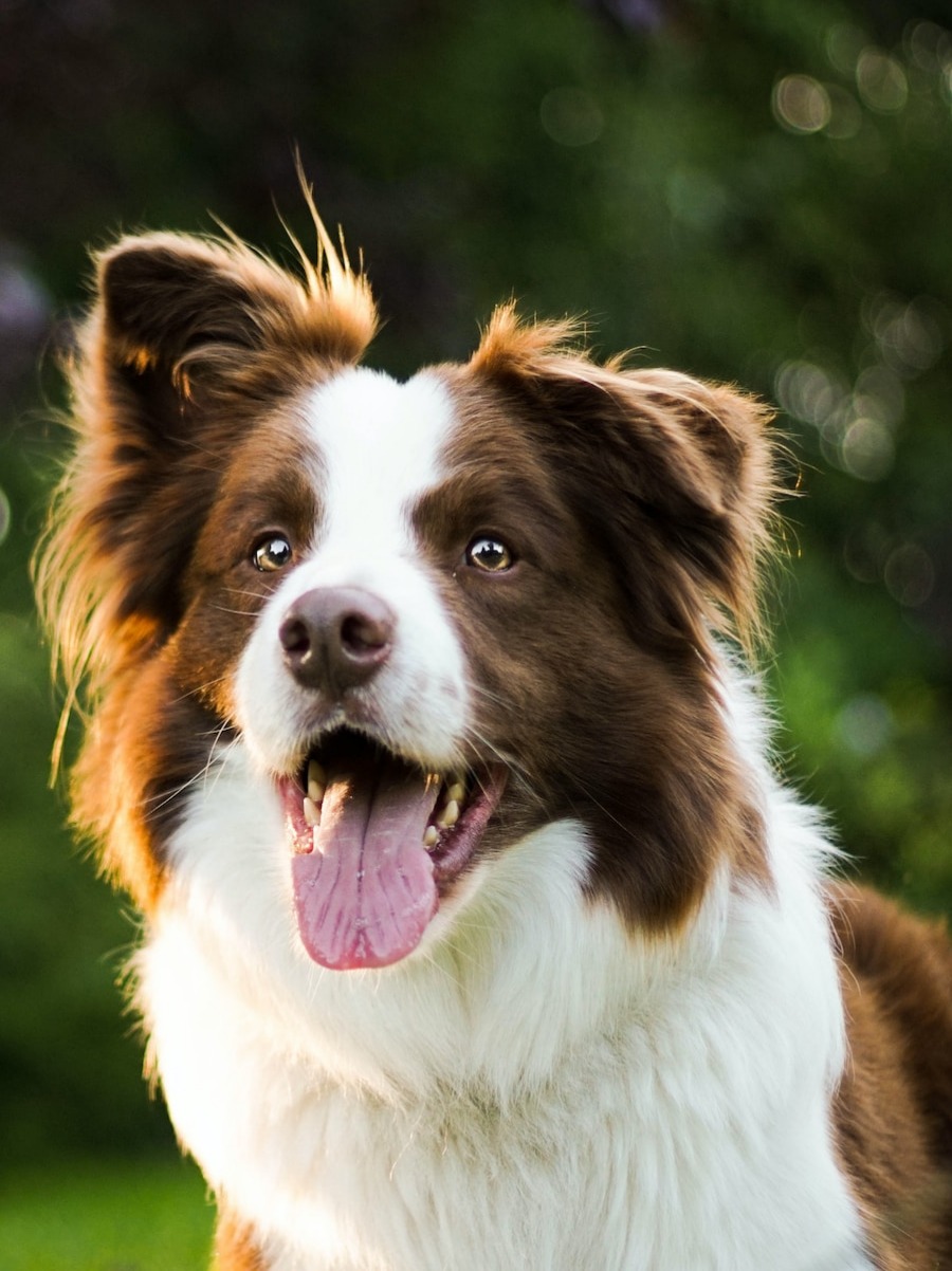 7 curiosidades sobre a raça Border Collie, image size:900x1202