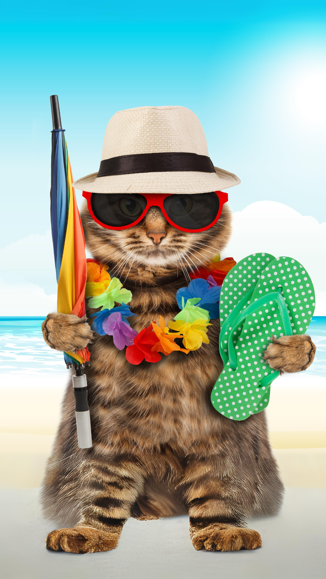 gato na praia de óculos de sol 