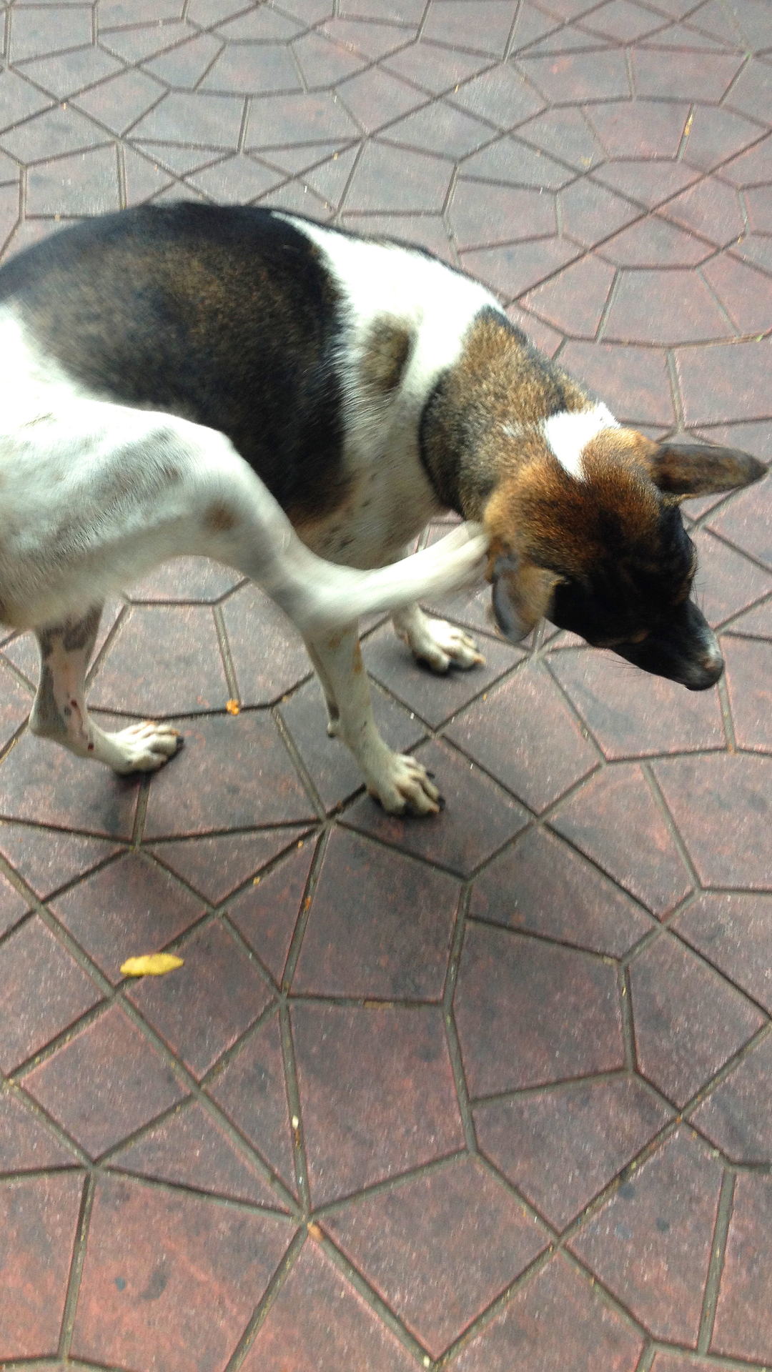 cachorro se coçando 