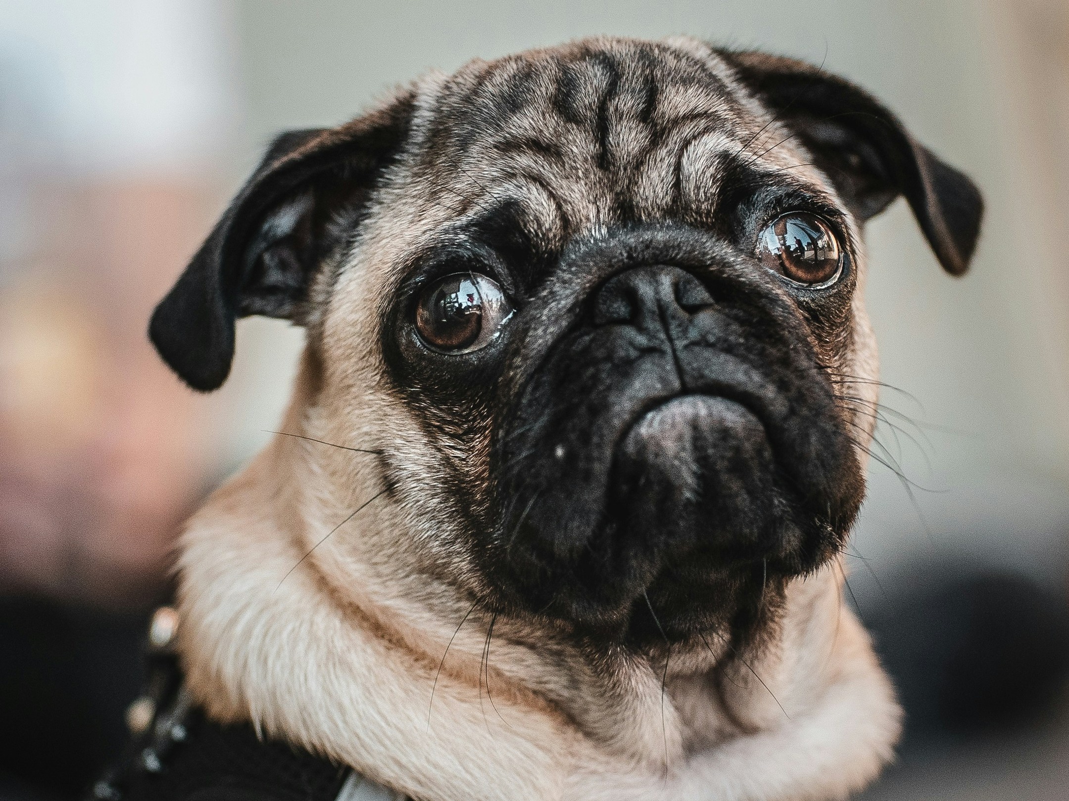 Cachorro vomitando espuma branca: o que pode ser?