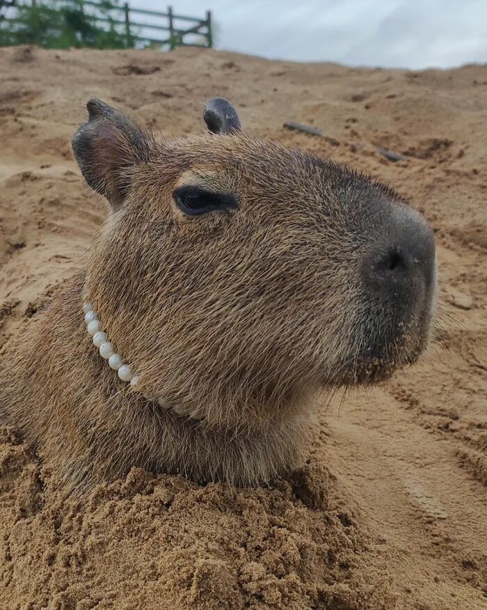 Além da capivara Filó: a imensa lista de animais ilegais de Agenor